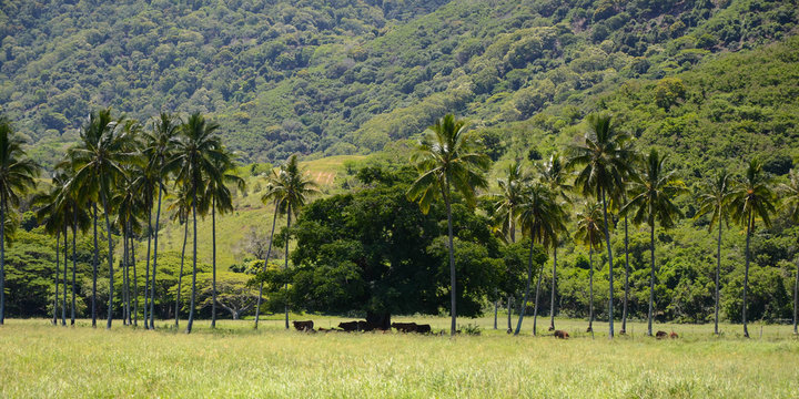 &eacute;levage de vaches Nouvelle Cal&eacute;donie