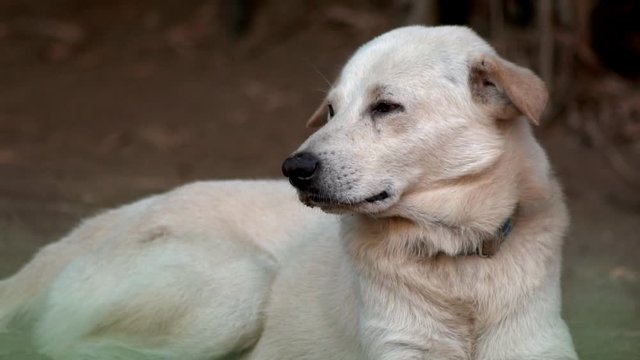 Stray dog on ground, slow motion.
