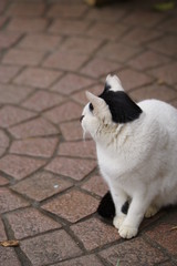 Fototapeta premium おすわり