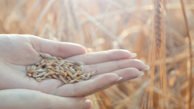 The hands of a young woman close up holding in hand grains of wheat in a wheat field background. Seasonal harvest in agriculture. 