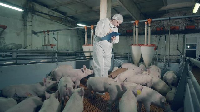 Male farmer is standing in the pig yard and taking notes. Veterinarian works at a pig farm, agricultural industry concept.