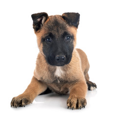 puppy malinois in studio
