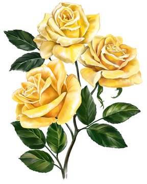flower rose yellow with green leaves, art illustration painted with watercolors isolated on white background