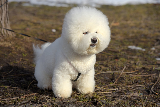 Bichon frize breed  white color