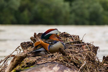 close up view of a exotic mandarin duck sitting on a tree after flooding. Mandarin duck symbolize good faith to lover in Orient, Munich, Germany