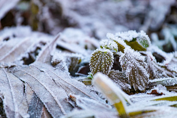 Frost auf Brennnesseln