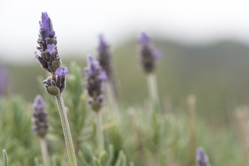 Close Up of Lavender flower heads