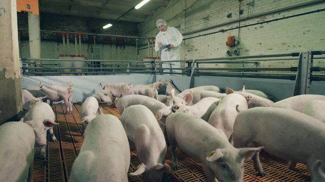 Veterinarian works at a pig farm, agricultural industry concept. Farmer is looking at the chipped piglets in the piggery