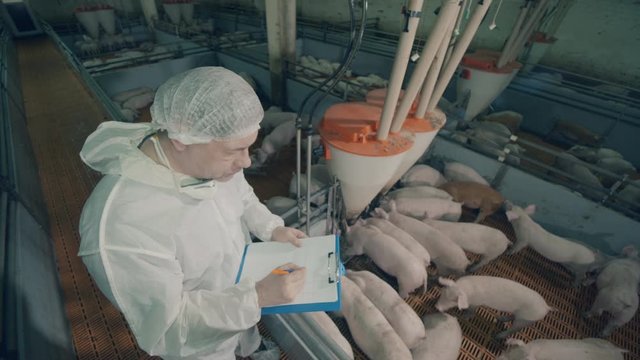 Agricultural inspector is observing young piglets. Veterinarian works at a pig farm, agricultural industry concept.