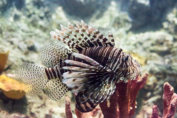 Devil lionfish (Pterois miles) tropical fish in aquarium, selective focus