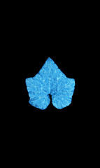 Blue leaf on black background