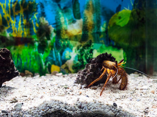 Hermit crab in shell. Dardanus megistos in aquarium