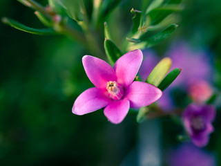 Fototapeta na wymiar Small pink flower