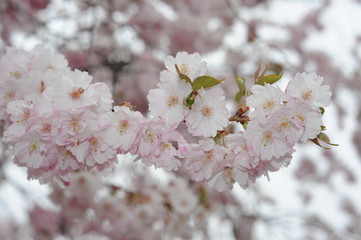 Beautiful Japanese cherry blossom somei yoshino sakura in full bloom in a park in spring