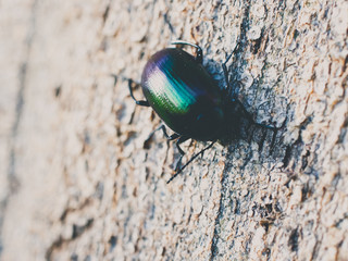green beetle