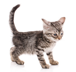 A small gray kitty stands with a raised tail. Side view. Isolated on white background.