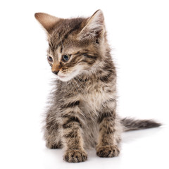 Obraz premium Small brown kittensitting straight and looking sideways.