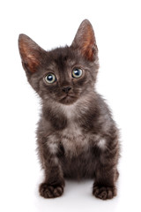 A black kitten sits and looks directly at the camera.