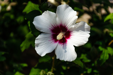 Hibiscus Syriacus Photos Royalty Free Images Graphics Vectors