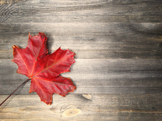 Naklejka na ściany i meble autumn forest with maple trees on wooden background