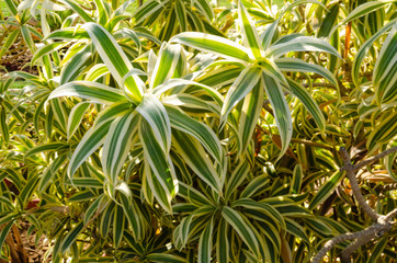 Leaf Nature texture pattern