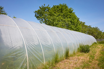 Old plastic greenhouse on an organic vegetable farm.