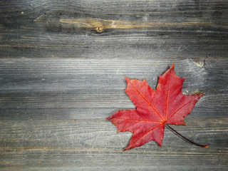 autumn forest with maple trees on wooden background