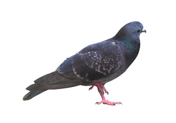 Full body of gray pigeon and red leg isolated on white background with clipping path.