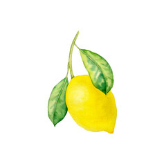 watercolor drawing branch of lemon