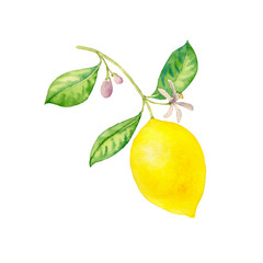 watercolor drawing branch of lemon