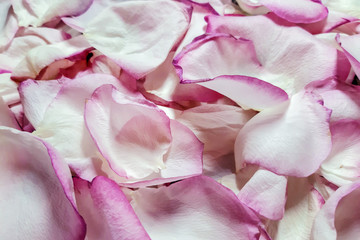 Background of pink rose petals. Delicate romantic, wedding pattern