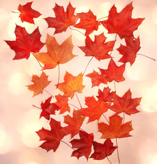 autumn background forest with maple trees and sunny beams