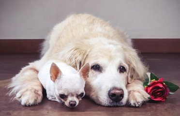 golden retriever dog and white short hair chihuahua dog lying down close together on wooden floor with red rose beside . Valentine's day concept.