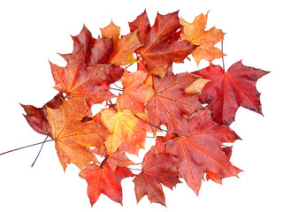 maple leave isolated on white background