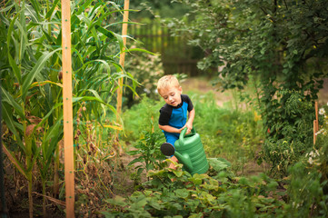 A boy watering flowers and a vegetable garden with a watering can. The boy helps with the summer garden. Children's games with water in the backyard.