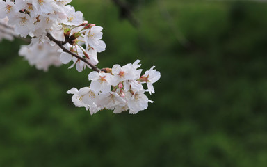 サクラ　桜　さくら　桜の花　サクラの花　さくらの花