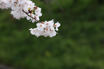 サクラ　桜　さくら　桜の花　サクラの花　さくらの花