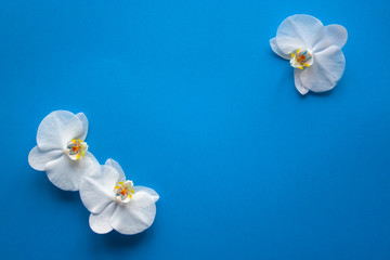 Orchid flowers on trendy blue color of 2020 year background top view. Backdrop with place for text, sale, design, women day, holiday