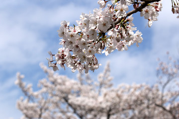 サクラ　桜　さくら　桜の花　サクラの花　さくらの花