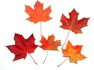 maple leave isolated on white background