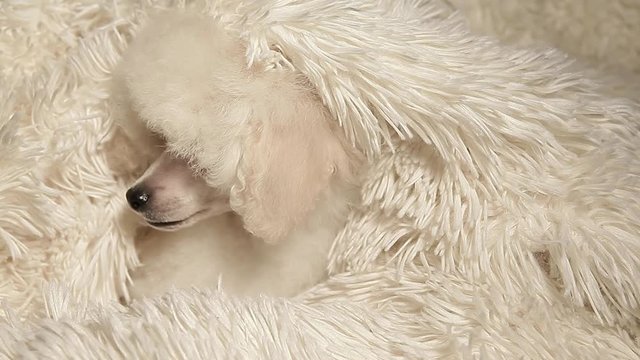 dog portrait wool plaid background hd footage 