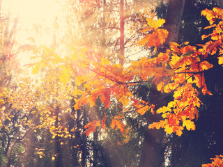 Obraz na płótnie Canvas autumn background forest with oak trees and sunny beams