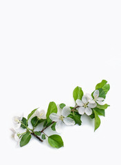 Blossoming apple tree branch isolated on white background. Close-up. Vertical frame.