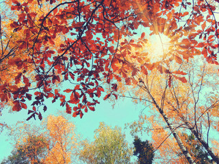 autumn background forest with oak trees and sunny beams