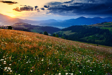 Fototapeta premium wildflowers, meadow and beautiful sunset in carpathian mountains - summer landscape, spruces on hills, dark cloudy sky and bright sunlight
