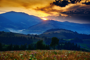 wildflowers, meadow and beautiful sunset in carpathian mountains - summer landscape, spruces on hills, dark cloudy sky and bright sunlight