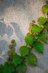 Texture of a vine on a light stone wall. Wild grapes grow on the wall of a house in Bulgaria