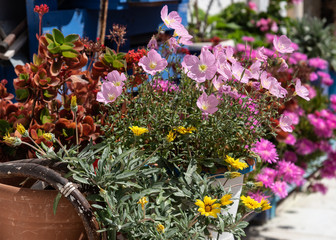 Plants in flower pot on a street.
