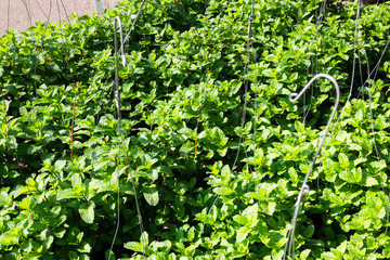 Market for sale plant in pots
