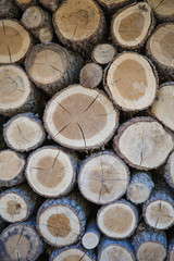 The texture of the wood, cuts of wood with patches of light. The woodpile, cut wood
